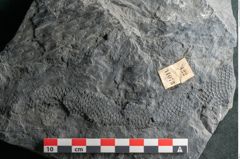 Foto (Detailansicht) von Sigillaria elongata Brongniart (NHMW-GEO-2024-0188-11073)